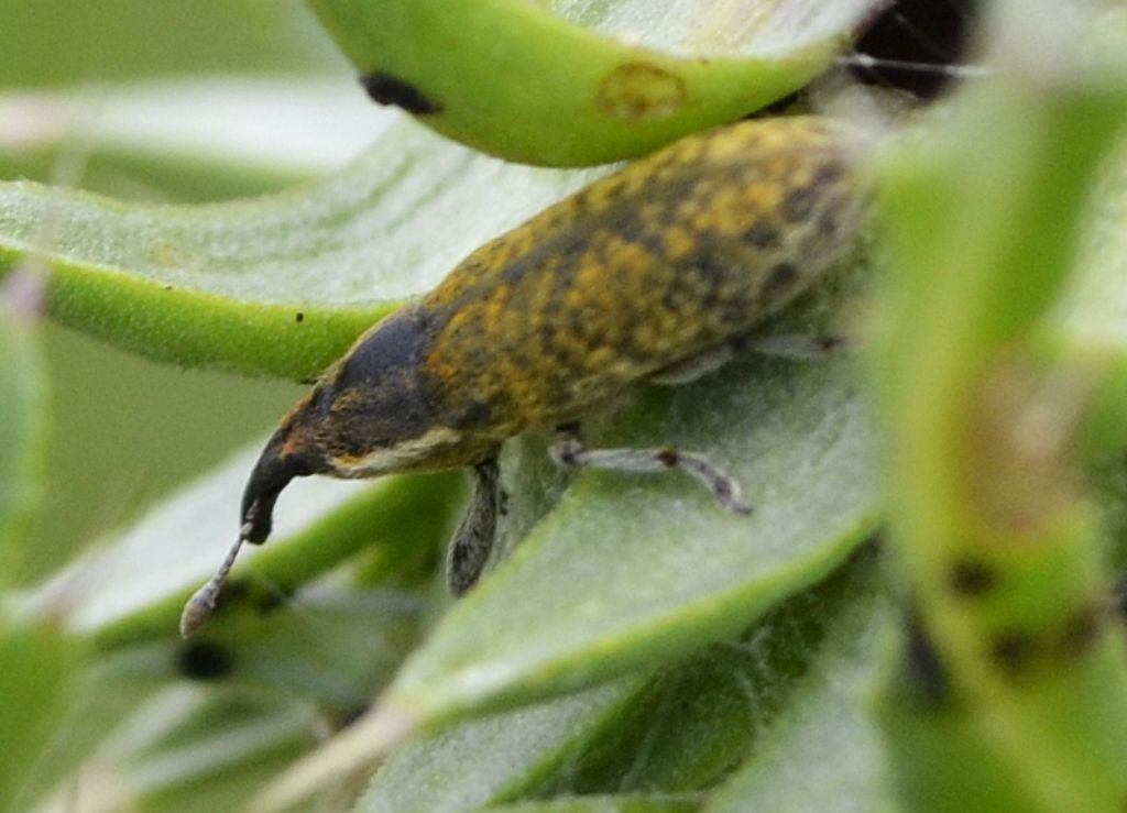 Lixus filiformis/cardui
